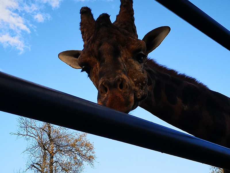 "GLAZBENI ZOO" Vitomira Ivanjeka otvara ciklus Obiteljskih glazbenih matineja!